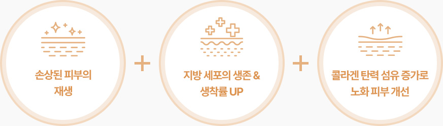 얼굴지방이식 손상된 피부 재생 지방세포 생존 생착률 UP 콜라겐 탄력 섬유 증가로 노화피부 개선