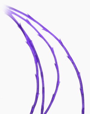 실리프팅 민트이지실