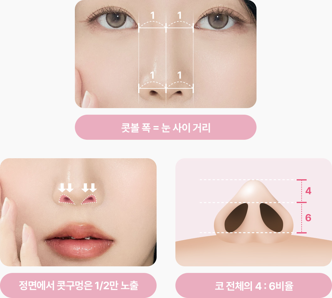 콧볼 폭 눈 사이 거리가 같음 정면에서 콧구멍이 반만 노출 코 전체 코 전체 비주 콧구멍 4대6 비율